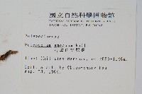 阿里山水龍骨藏品圖，第2張