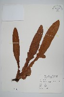 崖薑蕨藏品圖，第1張