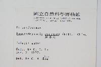 崖薑蕨藏品圖，第2張