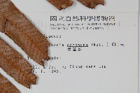 崖薑蕨藏品圖，第2張