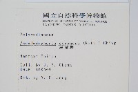 崖薑蕨藏品圖，第2張