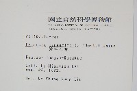 絨毛石葦藏品圖，第2張