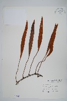 石葦藏品圖，第1張