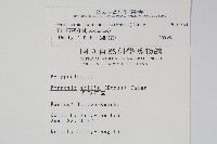 玉山石葦藏品圖，第2張