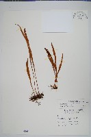 玉山石葦藏品圖，第1張