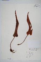 盧山石葦藏品圖，第1張