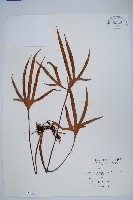 槭葉石葦藏品圖，第1張