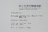 槭葉石葦藏品圖，第2張