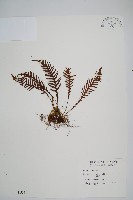 蒿蕨藏品圖，第1張