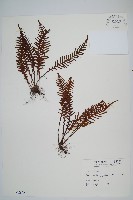 蒿蕨藏品圖，第1張