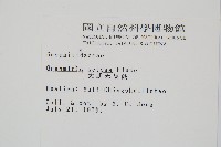 大武禾葉蕨藏品圖，第2張