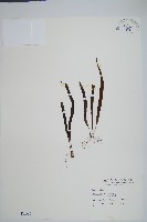 大武禾葉蕨藏品圖，第1張