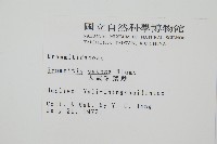 大武禾葉蕨藏品圖，第2張