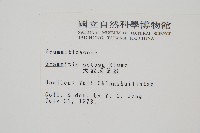 大武禾葉蕨藏品圖，第2張