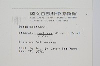 穴子蕨藏品圖，第2張