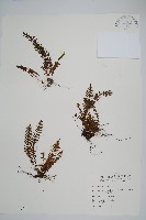 穴子蕨藏品圖，第1張