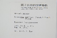 穴子蕨藏品圖，第2張