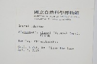 梳葉蕨藏品圖，第2張