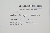 梳葉蕨藏品圖，第2張