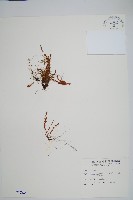 梳葉蕨藏品圖，第1張