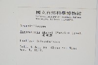 梳葉蕨藏品圖，第2張