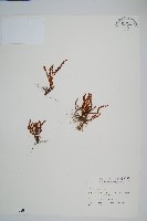 梳葉蕨藏品圖，第1張