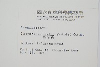 梳葉蕨藏品圖，第2張