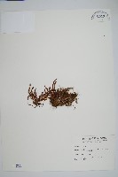 梳葉蕨藏品圖，第1張