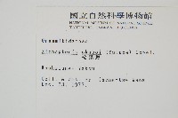 梳葉蕨藏品圖，第2張