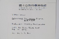 臺灣車前蕨藏品圖，第2張