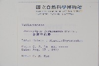 臺灣車前蕨藏品圖，第2張