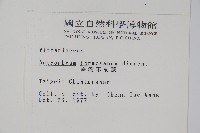 臺灣車前蕨藏品圖，第2張