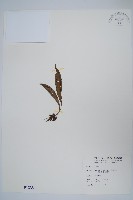 臺灣車前蕨藏品圖，第1張