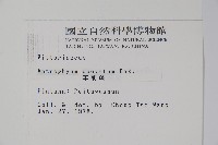 車前蕨藏品圖，第2張