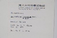 車前蕨藏品圖，第2張