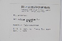 車前蕨藏品圖，第2張