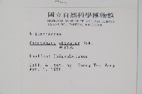 車前蕨藏品圖，第2張