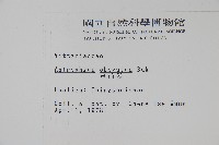 車前蕨藏品圖，第2張