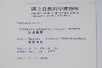 姬書帶蕨藏品圖，第2張