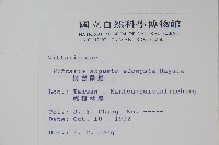 姬書帶蕨藏品圖，第2張