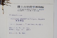 姬書帶蕨藏品圖，第2張