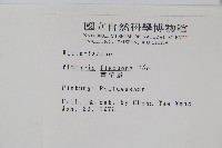 書帶蕨藏品圖，第2張