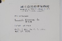 書帶蕨藏品圖，第2張