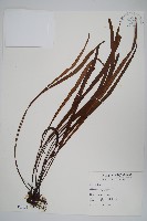 書帶蕨藏品圖，第1張