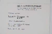 書帶蕨藏品圖，第2張