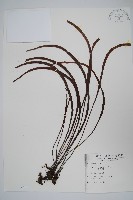 書帶蕨藏品圖，第1張