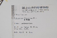 書帶蕨藏品圖，第2張