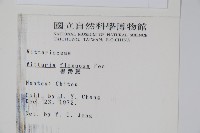 書帶蕨藏品圖，第2張
