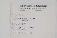 書帶蕨藏品圖，第2張