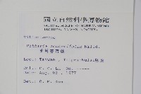 垂葉書帶蕨藏品圖，第2張